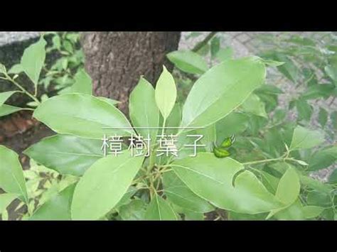 樟樹種植|樟樹良種繁育及栽培技術